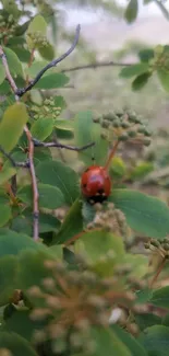 Ladybug on green leaves, close-up nature wallpaper.