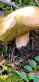 Close-up of a wild mushroom on a forest floor.