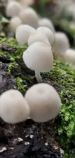 Close-up of mushrooms on mossy bark with rich green hues.