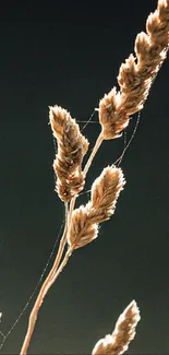 Golden wheat stalks on a dark green background, creating a minimalist design.