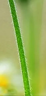 Close-up of a green stem with blurred natural background, perfect for minimalist wallpaper.