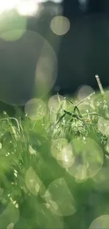 Dew glistening on green grass in morning sunlight.