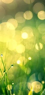 Nature wallpaper with morning dew and bokeh effect creating a serene atmosphere.