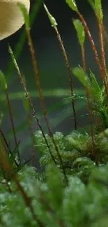 Close-up of lush green moss and delicate nature details.