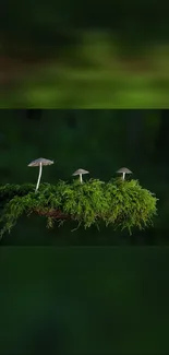 Three delicate mushrooms on vibrant green moss in a forest.