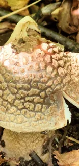 Textured mushroom on forest floor with earthy tones.