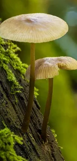 Close-up of mushrooms on a tree trunk surrounded by moss and greenery.