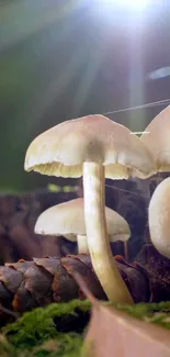 Cluster of mushrooms in sunlight on a forest floor.