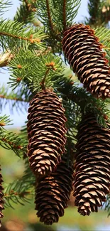 Close-up of pine cones and branches.