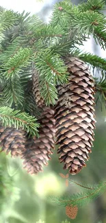 Pinecones hanging on an evergreen branch with a serene green background.