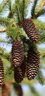 Close-up of green pine needles and brown pinecones on a branch.