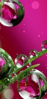 Vibrant pink nature wallpaper with raindrop reflections.