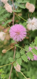 Mobile wallpaper with pink flowers and green leaves, exuding nature's calm.