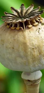 Close-up of a poppy seed capsule with a green background.