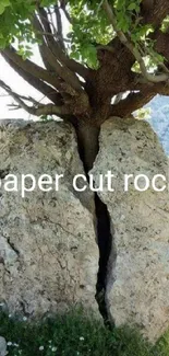 Tree growing through a large rock, showcasing nature's power.