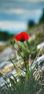 A vibrant red flower in lush green grass under a cloudy sky.