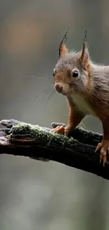 Red squirrel perched on a mossy branch in a blurred forest setting.