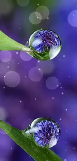 Close-up of dew drops reflecting purple flowers on green leaves.