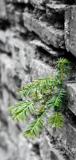 Green plant growing from gray stone wall wallpaper.