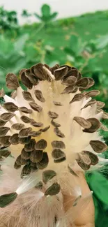 Bursting seeds against lush green backdrop, symbolizing nature's beauty.