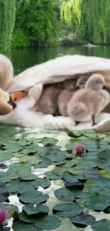 Swan with cygnets on lily pond in serene nature setting.