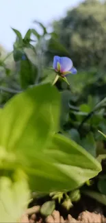 Close-up of a blue flower with green leaves in nature.