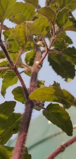 Close-up of green leaves under a blue sky.