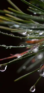 Dew drops on evergreen needles against dark background.