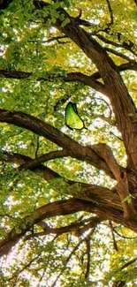 Lush green summer tree with butterfly.