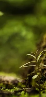 A serene green wallpaper with a young plant growing in lush moss.