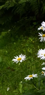 Daisies in lush green grass mobile wallpaper.