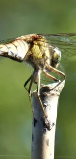 Dragonfly resting on a twig with green background.