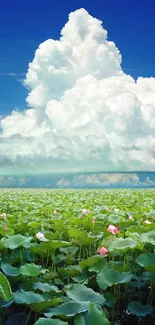 Lotus field under a bright blue sky with fluffy white clouds.