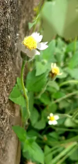 White and yellow wildflowers with green leaves on textured background.