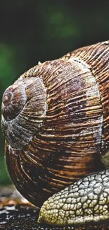 Close-up view of a detailed snail shell.