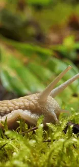 Snail gracefully moving on green moss in a forest setting.