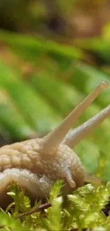 Close-up of a snail on lush green moss.