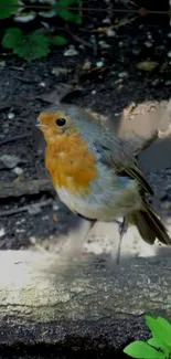 Charming robin on a forest floor surrounded by natural greenery.