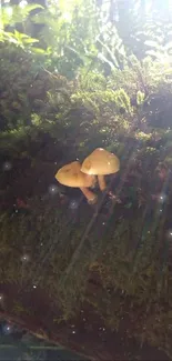 Mushrooms on a sunlit, moss-covered log in the forest.