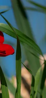 Vibrant red flower with green leaves against a clear blue sky.