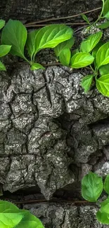 Green leaves over textured tree bark wallpaper.