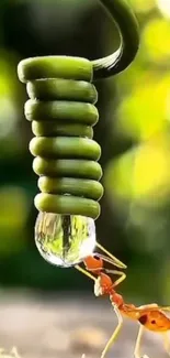 Macro shot of an ant with a water droplet against a green background.