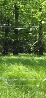 Peaceful green forest with lush grass.