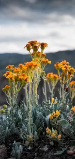 Yellow wildflowers with mountain backdrop under cloudy sky.