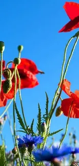 Vibrant wildflowers against a blue sky background.