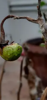 Withered plant close-up wallpaper.