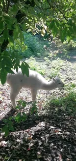 Alpaca standing amidst green foliage in a tranquil forest setting.