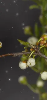 Delicate white blossoms on green branches in a dark, serene setting.