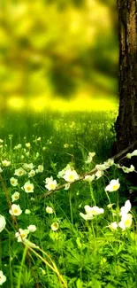 Serene nature wallpaper with green leaves and white blossoms in sunlight.