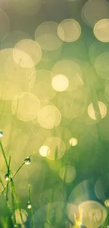 Nature bokeh wallpaper with dewdrops on grass and green background.